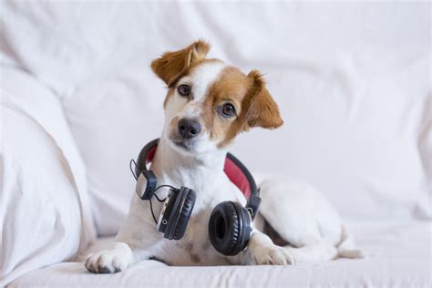 Does Loud Music Hurt Dogs Ears? Echoes of Silence and Sound Therapy